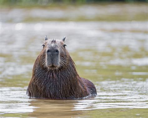 Capybara: Meet the World’s Largest Rodent