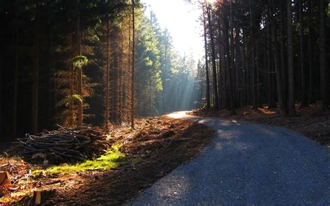 Tall Trees Forest Road Trees Hd Wallpaper Wallpaper Flare