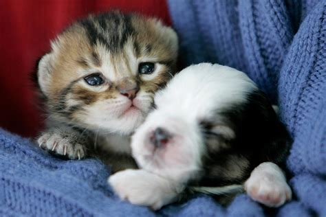 Baby Cute Puppies And Kittens Wallpaper Anna Blog