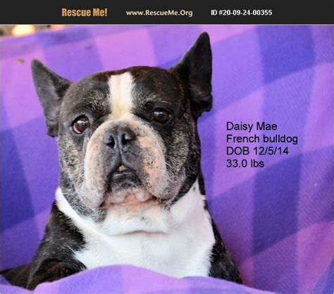 The overwhelming costs to rescue a dog have increased over the years and we must raise our requested adoption donation amounts to help cover the increased expenses we have been facing for. ADOPT 20092400355 ~ French Bulldog Rescue ~ Bon Carbo, CO