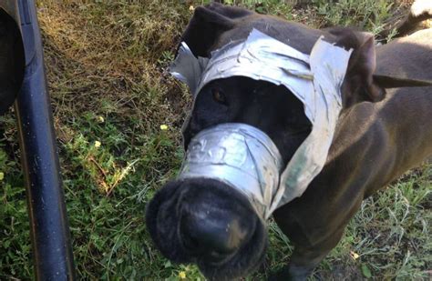 ‘we Are Horrified Dog Found Abandoned And Abused With Mouth Duct