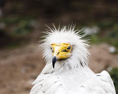 Neophron and aegypius were metamorphosed into vultures; Egyptian Vulture Photograph by Darcy Michaelchuk