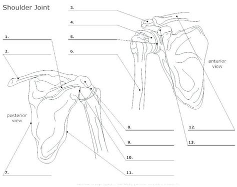 Ls long bone label a skeleton worksheets anatomy labeling muscles. Image result for anatomy labeling worksheets | Skull and ...