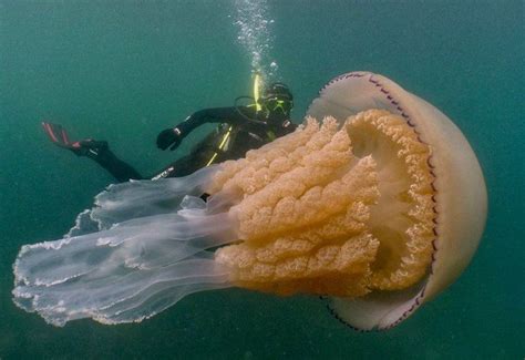 Divers Encounter A Human Size Jellyfish Off The Coast Of England