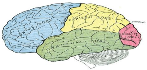 Les Lobes Cérébraux Chacun Des Deux Hémisphères Cérébraux Est Divisé