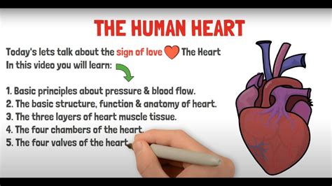 Heart Structure And Function In 5 Mins Gcse Igcse Neet Biology