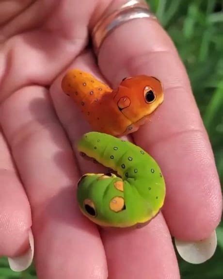 A Person Holding Two Small Toy Animals In Their Hands One Is Orange