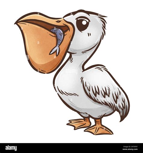 Vector Illustration Of Cartoon Pelican Stock Vector Image And Art Alamy