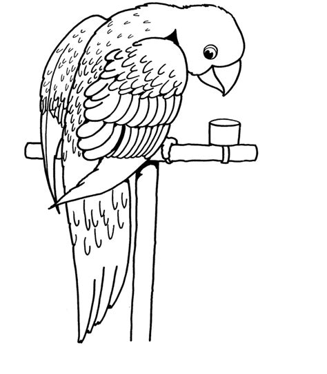 Parrot Coloring Pages For Kids Images Animal Place