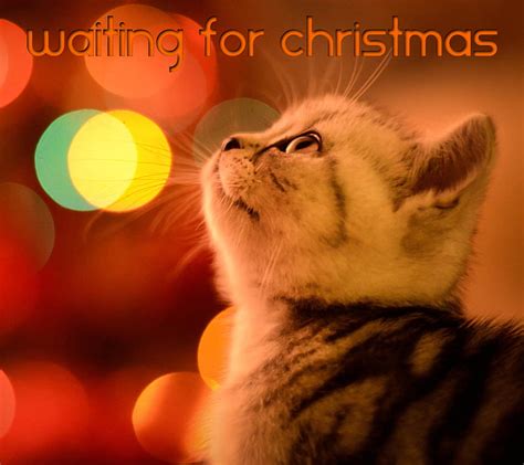 Waiting Christmas Cat Hd Wallpaper Peakpx