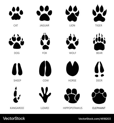 Animal And Reptile Footprints Royalty Free Vector Image 632