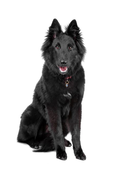Belgian shepherds become bored, frustrated, and prone to obsessive behaviors without something to do. Belgian Shepherd - Everything You Need To Know About This ...