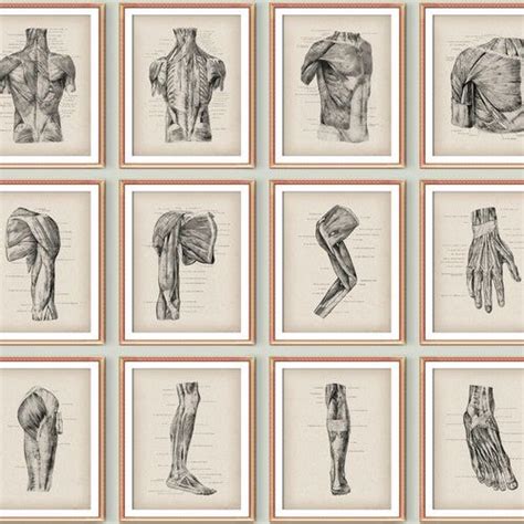 12 Human Body Anatomy Posters Muscular System Diagram Medical Etsy