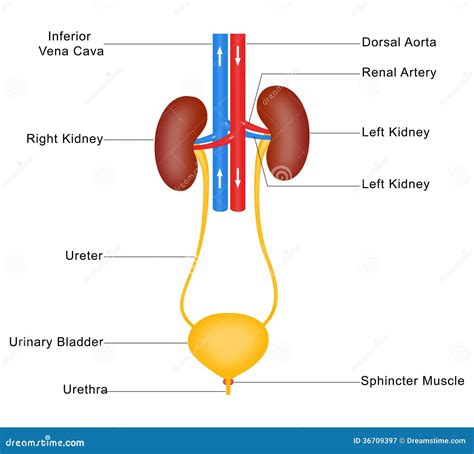The Urinary System In Anatomy
