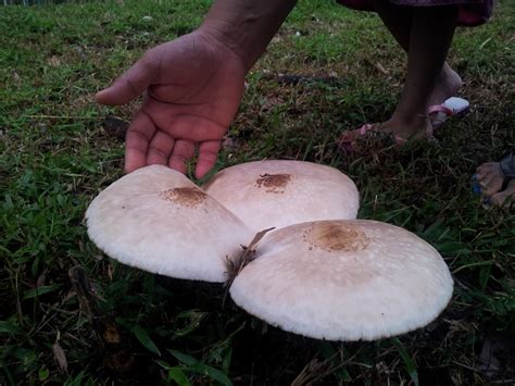 Nabi kita menjawab, cinta pada dunia dan takut pada mati; TanamSendiri.com -- Grow Your Own: Kehadiran Cendawan ...