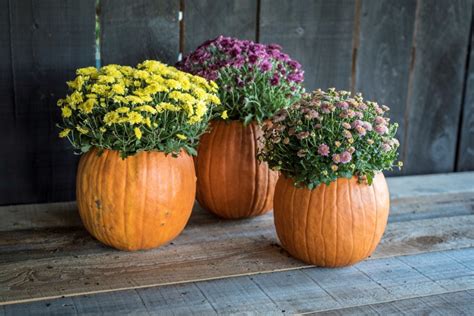 The whole process took me less than an hour. Pumpkin Planter - P. Allen Smith