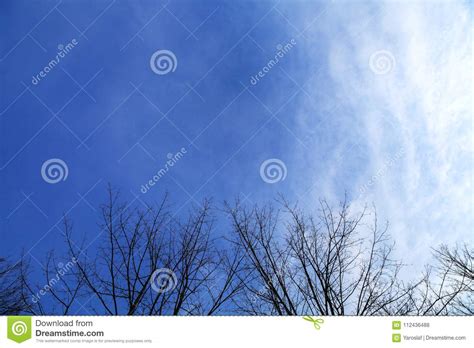 Dry Tree Branches With Sky Clouds Background Stock Photo Image Of