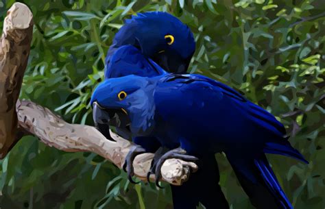 Love birds beautiful birds african lovebirds budgies parrots cockatoo tree branches animals and pets art pieces. Free download Love Birds Wallpapers Beautiful Birds ...