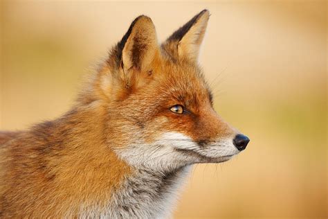 Red Fox Face Photograph By Roeselien Raimond