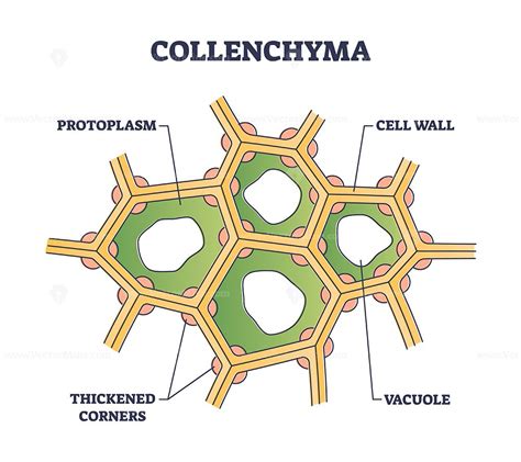 Collenchyma As Ground Tissue With Thick Supportive Walls Outline