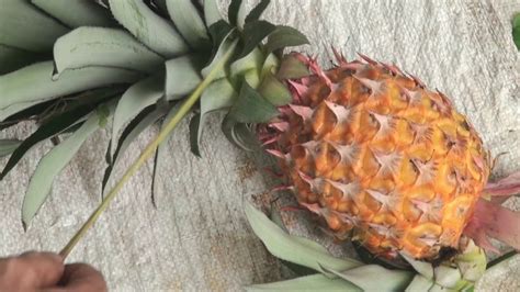 How To Grow Pineapples From Planting To Harvest Over Two Years From
