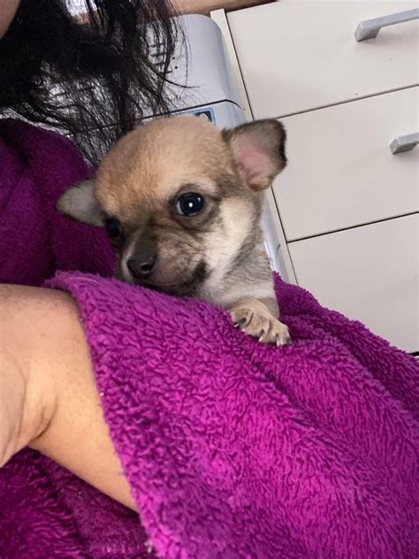 Xs Male Chihuahua Puppy Ready In 4 Weeks In Carlton Nottinghamshire