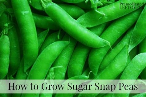 Here Are Some Tips On How To Grow Sugar Snap Peas Including Planting