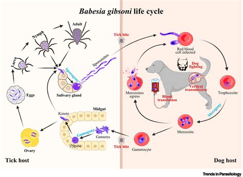 Babesia Gibsoni Trends In Parasitology