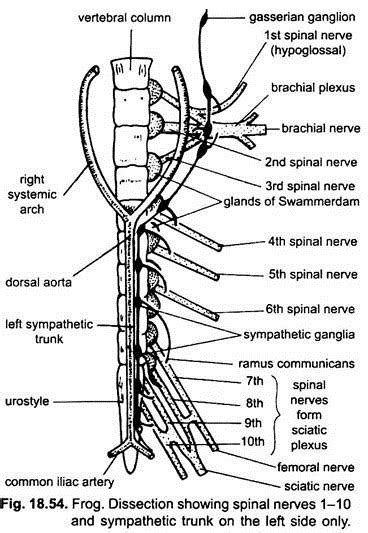 Frog spinal cord cross section labeled. Nervous System of Frog (With Diagram) | Vertebrates ...
