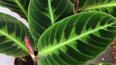 Houseplant Trends 2021 Our Top 10 Houseplants For The New Year