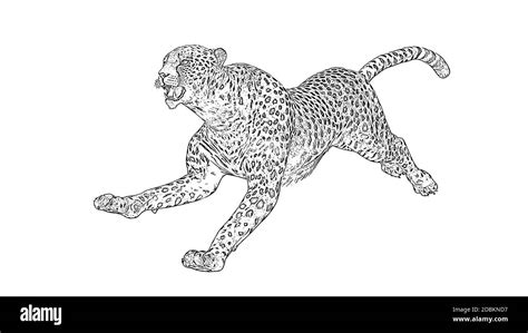 Cheetah Pencil Drawing Stock Photo Alamy