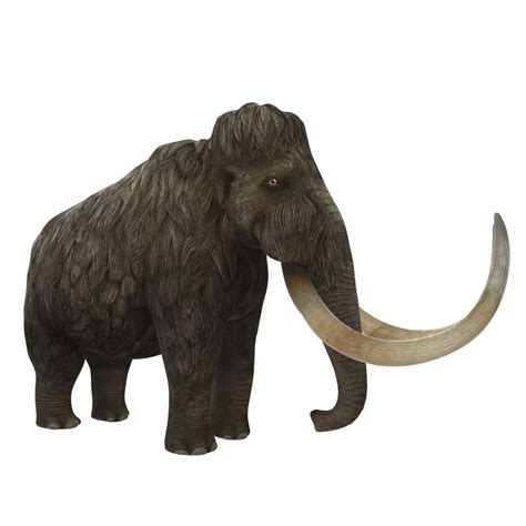 A 3d Rendering Of Wooly Mammoth Isolated On Transparent Background