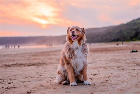 5022 Best Australian Shepherd Images On Pholder Aww Dogpictures And