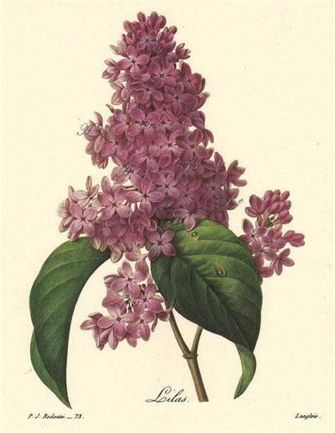 Lilac Botanical Print By Pierre Redoute Printable Floral Wal Etsy