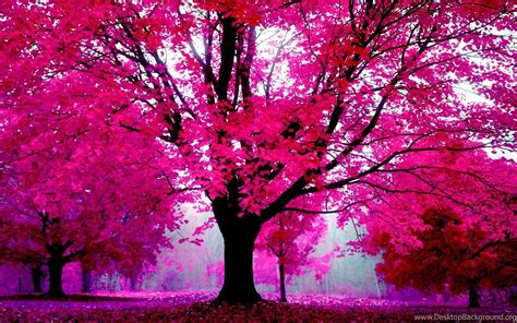 Pink Trees Wallpapers Top Hình Ảnh Đẹp