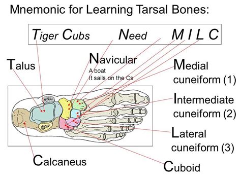 Mnemonic for Learning Tarsal bones | Medical mnemonics, Human anatomy