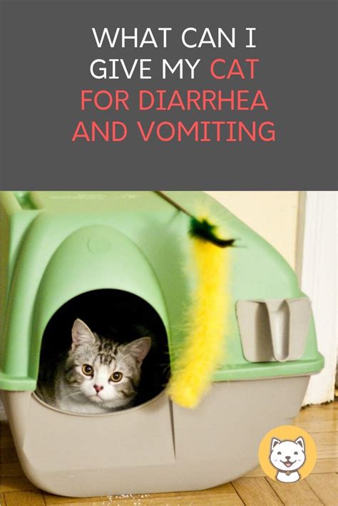 My Cat Is Throwing Up Clear Liquid And Has Diarrhea Cat Meme Stock Pictures And Photos