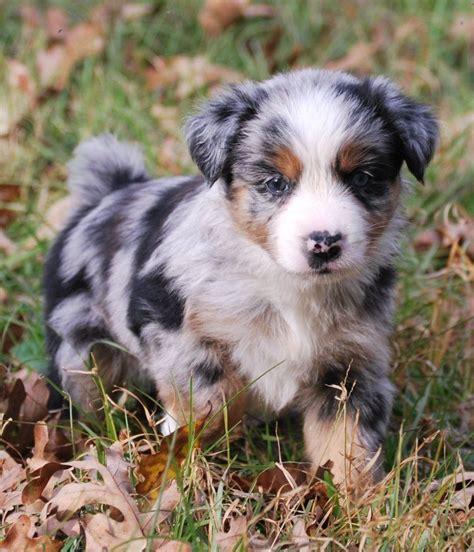 Australian Shepherd Puppy Yes I Will Get One Of These Cuties One Of