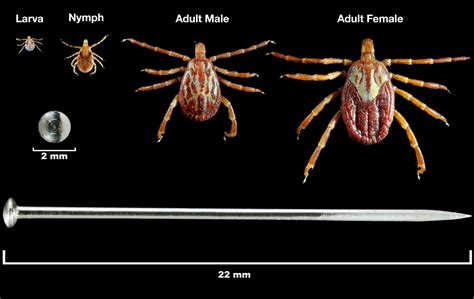 A Closer Look At The Different Types Of Ticks Madison Area Lyme