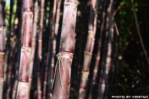 Wandering Taiwan Red Sugar Cane。puli