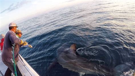 Annual South Florida Shark Migration Begins