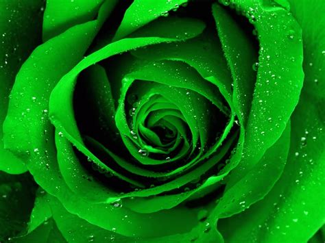 Green Roses Wallpaper 1600x1200 23149