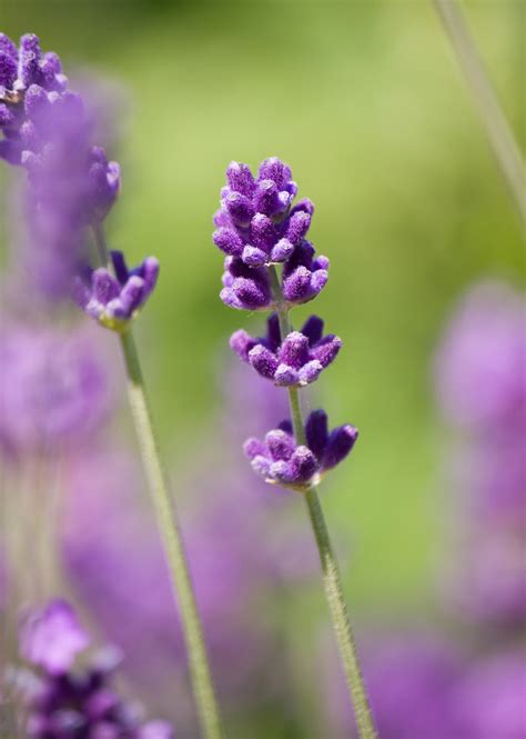 Lavender Flower Close Up Free Stock Photo Public Domain Pictures
