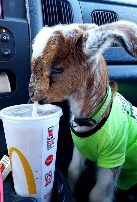 Videos that you can not watch on tv u can see here funny videos, memes, everyday !! goat Memes - Imgflip