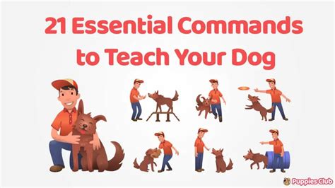 21 Easy Essential Dog Commands To Train Your Puppy
