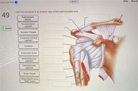 Part a drag the labels onto the diagram to identify the structures and ligaments of the shoulder joint. Drag The Labels Onto The Diagram To Identify The ...