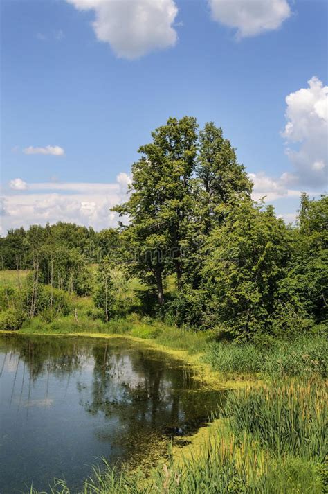 Bank Of Small Forest Lake Stock Image Image Of Summer 89801887