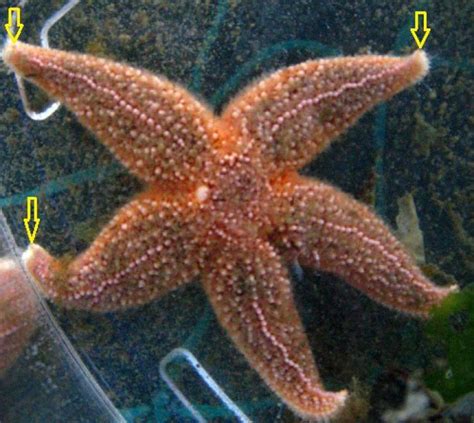 40 Arm Starfish