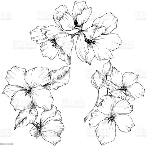 Vector Appe Blossom Floral Flowers Black And White Engraved Ink Art