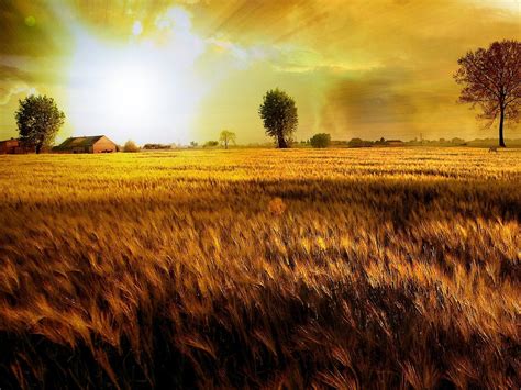 Sunset Field Of Wheat 4543